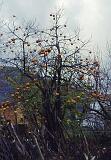 183-Cervinara,6 dicembre 1987